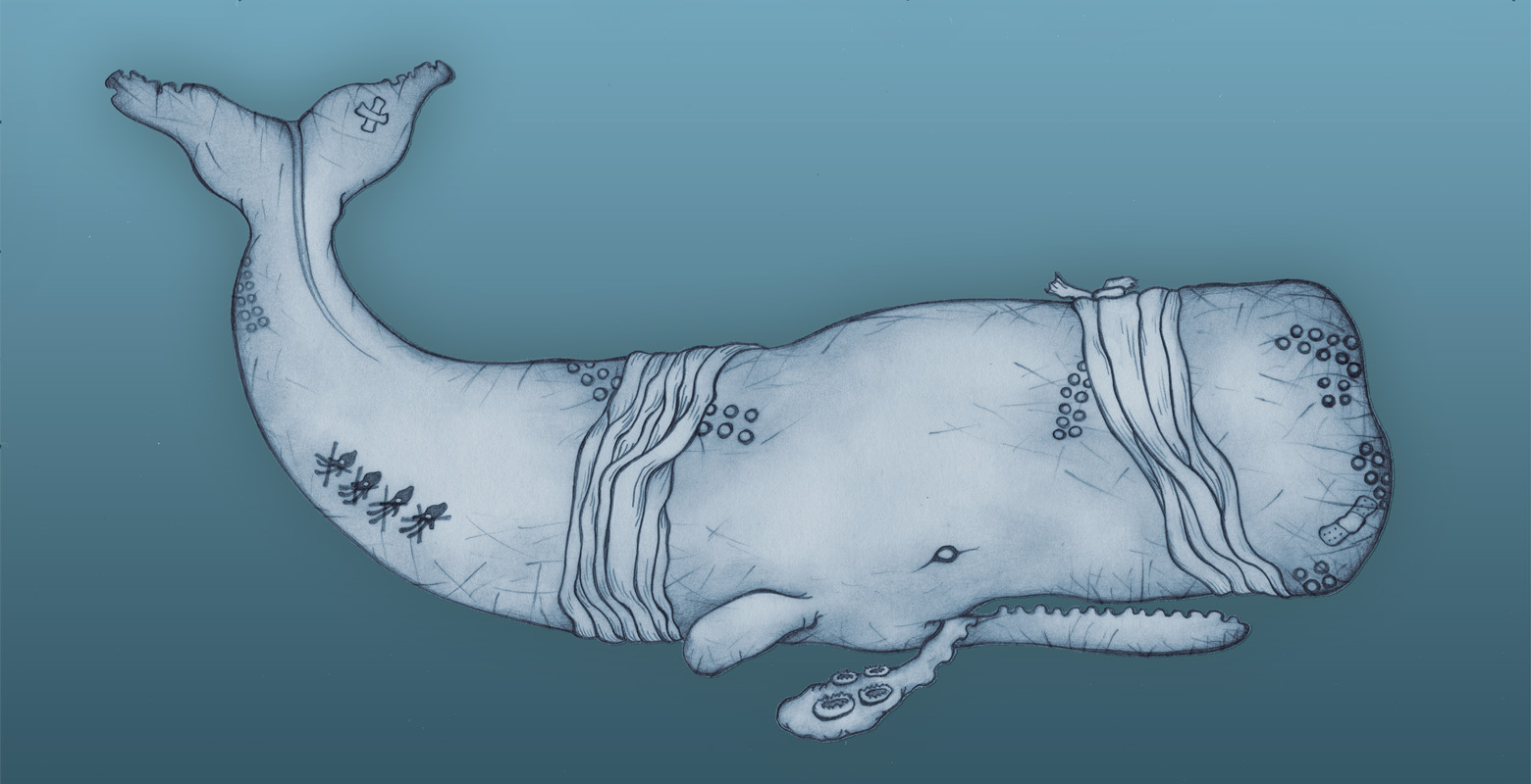 Drawing of an old whale after a battle with a giant squid